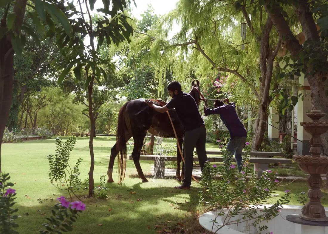 A guest with a horse on the farm
