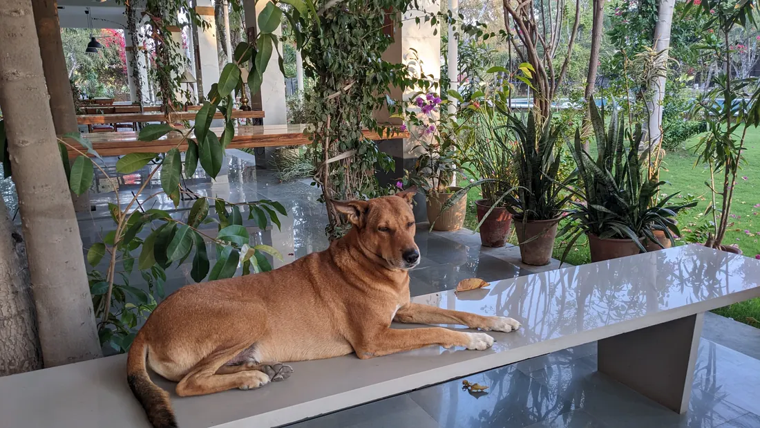 Farm dog resting on the marble bench — PushkarOrganic