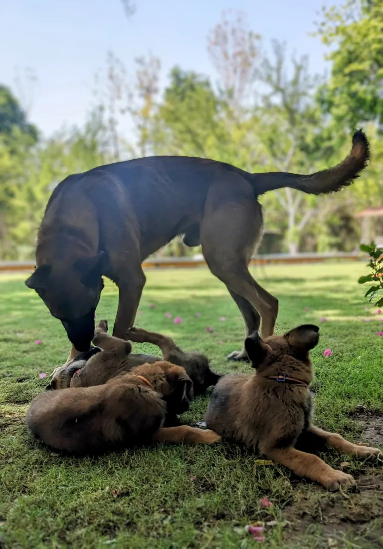 A farm dog with her puppies on the lawn — PushkarOrganic
