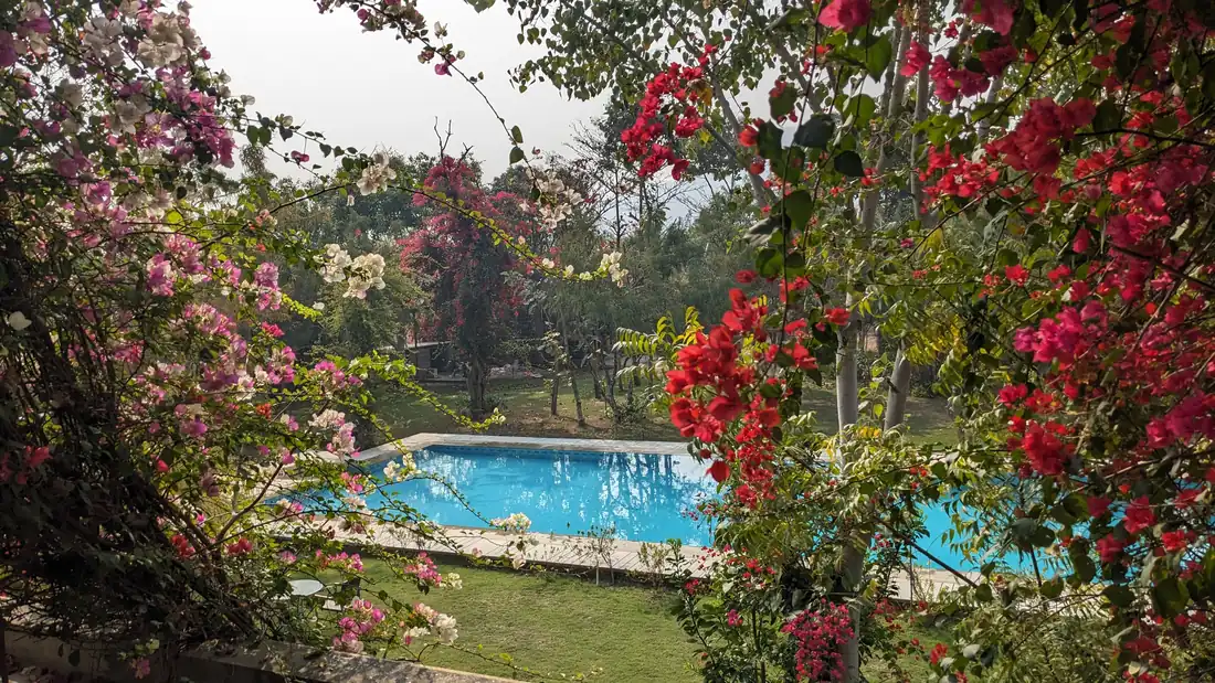 The pool under a cloudy sky, bougainvillea in bloom