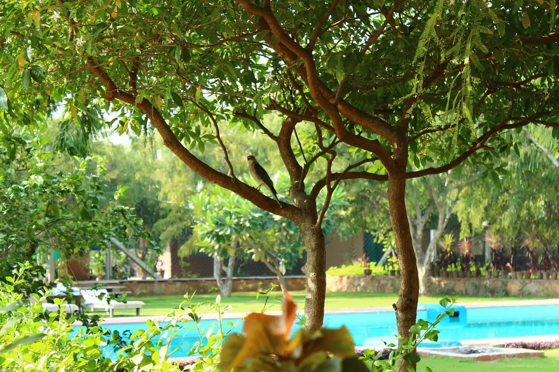 The pool in the early morning
