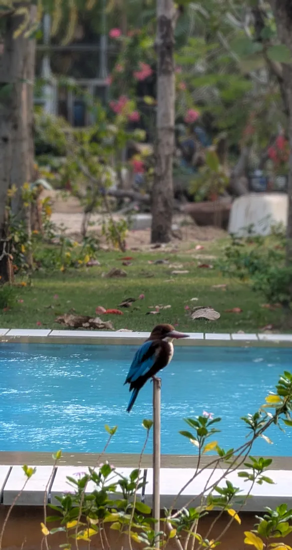 A bird perched beside the pool