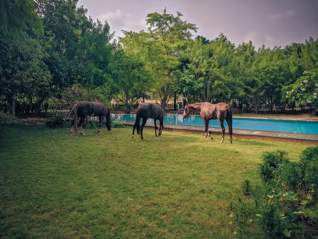 Three horses moving alongside the pool